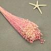 Flor mágica, flor eterna, flor seca, frijol rico, frijol de acacia, material para bricolaje, bolsa, cubierta de vidrio, adornos de regalo Tanabata