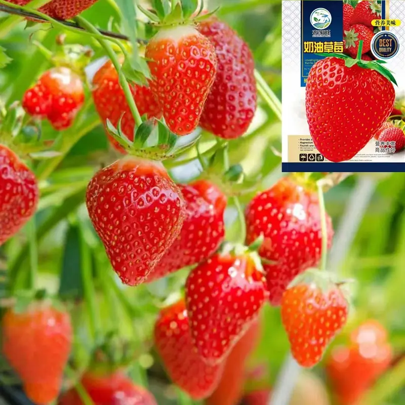 O1CN01SE5SY42BSOl9qj0KL_!!2213