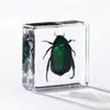 A Fábrica de Artesanato Zhongkun vende espécimes de insetos genuínos como itens decorativos, embutidos em resina de alta transparência, como brinquedos científicos educativos para crianças.