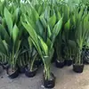 Planta Verde em Vaso Spathiphyllum Perene o Ano Todo Planta de Chão para Interior Sala de Estar Embelezamento Purificação do Ar Remove Aldeído Fácil de Cuidar Fácil de Viver