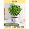 Plántula de Osmanthus en Maceta Osmanthus de Cuatro Estaciones Osmanthus Dorado Planta de Interior de Aroma Fuerte Patio Árbol Grande Dorado Maceta Flor Plantación en Suelo