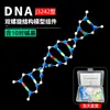 Modelo de Estrutura da Dupla Hélice de DNA Ciência para Ensino Fundamental Biologia para Ensino Fundamental, Médio e Superior Equipamento Experimental Modelo de Estrutura Molecular