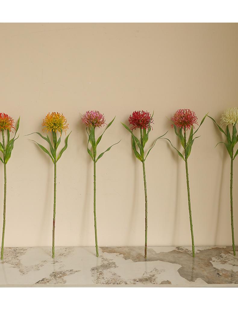 单枝6叶针垫花_13.jpg