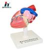 Modelo de Anatomía del Corazón Qinghua 1:1 Órgano Humano Enseñanza Demostración Médica Instrumento de Ciencia y Educación Personalización Biológica
