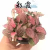 Hierba enmallada, helecho de hoja pequeña, micro paisajismo, terrario acuático, musgo hidropónico, planta verde decorativa, planta verde de escritorio DIY