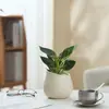 Ins Jiuli Escandinavo Planta Verde Fragante en Maceta Florales Oficina Sala de Estar Escritorio Interior Adornos Purificar el Aire y Eliminar Formaldehído