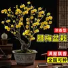 Ameixeira cerosa em vaso, exemplar antigo com botões de flor, bonsai de ameixeira, muda de ameixeira cerosa, ameixeira cerosa de inverno para interior, planta adequada