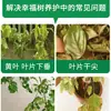 Solución Nutritiva Concentrada Especial para Árbol de la Felicidad, Fertilizante para Plantas Ornamentales Verdes Grandes de Interior, Suplementa Nitrógeno, Fósforo y Potasio
