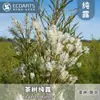 Hidrosol de Árbol de Té Importado de Australia/Sudáfrica, Agua Floral Destilada de Rama y Hoja de Planta, Agua Pura para Cosméticos, Materia Prima para Tónicos