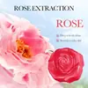 Jabón de Aceite Esencial Natural de Rosa Sadoer Todo en Inglés para Limpieza Corporal, Facial y Baño, Jabón Artesanal para Comercio Transfronterizo