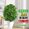 Planta Verde Real Grande en Maceta para Sala de Estar, Árbol de la Paz Perennifolio, Planta de Tronco Viejo para Uso Interior, Árbol del Dinero para Regalar