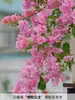 Planta de Bougainvillea Dobrada em Vaso, Muda Grande, Tronco Antigo Resistente, Planta Trepadeira para Interior e Exterior, Flor Ameixa Vermelha, Floresce o Ano Todo