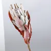 Flor Seca Artificial Estilo Americano Flor Huaiqiu Decoración de Arreglo Floral Flor Overlord Afelpada Decoración de Muebles Personalizados Ramas Grandes Flor Imperial Retro