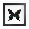 Mariposa Real, Especie Preciosa de Verano, Mariposa Rara, Mariposa Pequeña de Cinta Verde, Adorno de Escritorio, Espécimen de Regalo, Pintura Decorativa, Espécimen de Mariposa