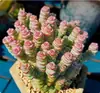 Planta Suculenta Grande en Maceta, Multicabeza, Rara y Popular, Planta Suculenta Fácil de Cuidar, Planta de Maceta, Fácil de Mantener