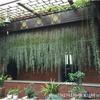 Piña de Aire Planta sin Tierra para Personas Mayores, Hierba de Aire Piña Planta Verde Creativa de Cuatro Estaciones Perenne Colgante de Interior