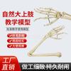 Ventas Directas de Fábrica hueso humano miembro inferior hueso articulación del pie articulación de la rodilla cúbito radio fémur hueso del brazo