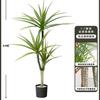 Simulação Verde Plantio Millennium Madeira Planta Falsa High-end Luz Luxo Decoração de Interiores Árvore Sala de estar Grandes Enfeites de Piso em Vasos