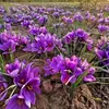 Bulbos de Semilla de Azafrán Medicinal, Plántulas, Semillas, Plantas Florales en Maceta, Crocus, Bulbos de Plantas Resistentes para Jardín Exterior