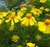 Sementes de Centáurea Perene no Atacado de Várias Regiões, Sementes de Dianthus Multicolores, Flores Medicinais, Flores de Trigo Gigantes, Sementes para Jardinagem