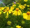 180 Variedades de Sementes de Flores Não Repetitivas, Fáceis de Cultivar em Todas as Estações, Podem Afastar Mosquitos, Adequadas para Varandas Internas e Externas, Distribuição Transfronteiriça