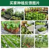 Colección Wholesale del Fabricante de Semillas de Verduras para Cuatro Estaciones para Huertos Caseros, Verduras en Macetas de Balcón, Semillas de Frutas y Semillas de Verduras Hidropónicas