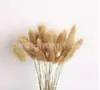 Fabricante Original Kapok Ramo de Flores Reales DIY Flor Inmortalizada Hoja de Abanico de Cola de Gato Cabeza de Algodón Flor Seca Planta Lu Lide