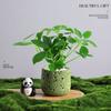 Árvore da Fortuna Plantada em Vaso Desktop Planta Criativa Enfeites Florais de Escritório e Plantas Verdes Coco Rico Funcho Pequeno Bonsai