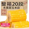 Maíz Dulce para Comer al Instante, Segmentos de Maíz Dulce Empacados al Vacío, Desayuno sin Cocinar para Residencias Estudiantiles, Sustituto de Comida Instantáneo, Otros