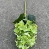 Fabricante de Flores Artificiales para Bodas Verdes Hortensia Verde Rosa Rocío de Golondrina Loto Bola de Cebolla Decoración Suave para Bodas Flor Artificial al por Mayor