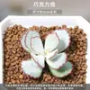 Adecuado para Principiantes, Personas Perezosas, Plantas en Maceta Pequeñas, Florales, Combinaciones de Suculentas Fáciles de Cultivar, Suculentas de Oficina en Maceta