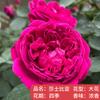 Plántulas de rosa, enredaderas trepadoras, plantas de floración de cuatro estaciones, enredadera, rosa, flor en maceta, flor extra grande, exterior, balcón, plantas verdes