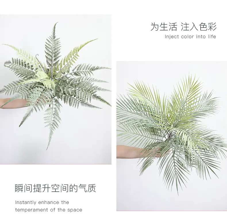 灰绿把束蕨_08.jpg