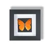 Marco con Especímenes de Mariposas Reales Naturales, Pintura Decorativa de Mariposa en Vidrio, Regalo para el Día del Maestro Festivo, Regalo de Graduación