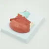 Pnt-0336 Modelo de Anatomía Muscular Oral y Muscular de la Lengua Modelo Médico de Enseñanza Modelo de Enseñanza Oral