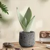 Árvore da Fortuna Pequena em Vaso para Sala de Estar, Plantas Verdes para Escritório, Bonsai de Bambu da Sorte para Mesa, Planta de Baixa Manutenção para Todas as Estações