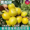 Se plantan plántulas de fruta de ciruela Huangbulin en el norte y el sur, plantas de maceta para patio, plántulas injertadas de ciruela de fruta grande