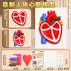 Modelo Biológico Casero de la Estructura del Corazón Modelo, Ciencia de Escuela Primaria DIY Hecho a Mano Modelo del Corazón Humano Materiales Didácticos