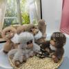 Colgante de Mono Lindo de Moda Llavero de Piel Sintética de Visón Decoración para Bolso Encanto de Peluche