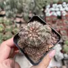 Combinación de Cactus Cactus sin Espinas Flor Suculenta Planta de Flor de Interior Planta en Maceta Pequeña Bolsillo de Estrella Fina Planta Rara