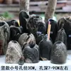 Macetas Pequeñas de Inspiración Zen, Macetas de Piedra, Macetas para Suculentas, Macetas para Juncos, Macetas para Hierba del Dinero, Macetas de Piedra Natural para Acuarios, Macetas Creativas para Narcisos