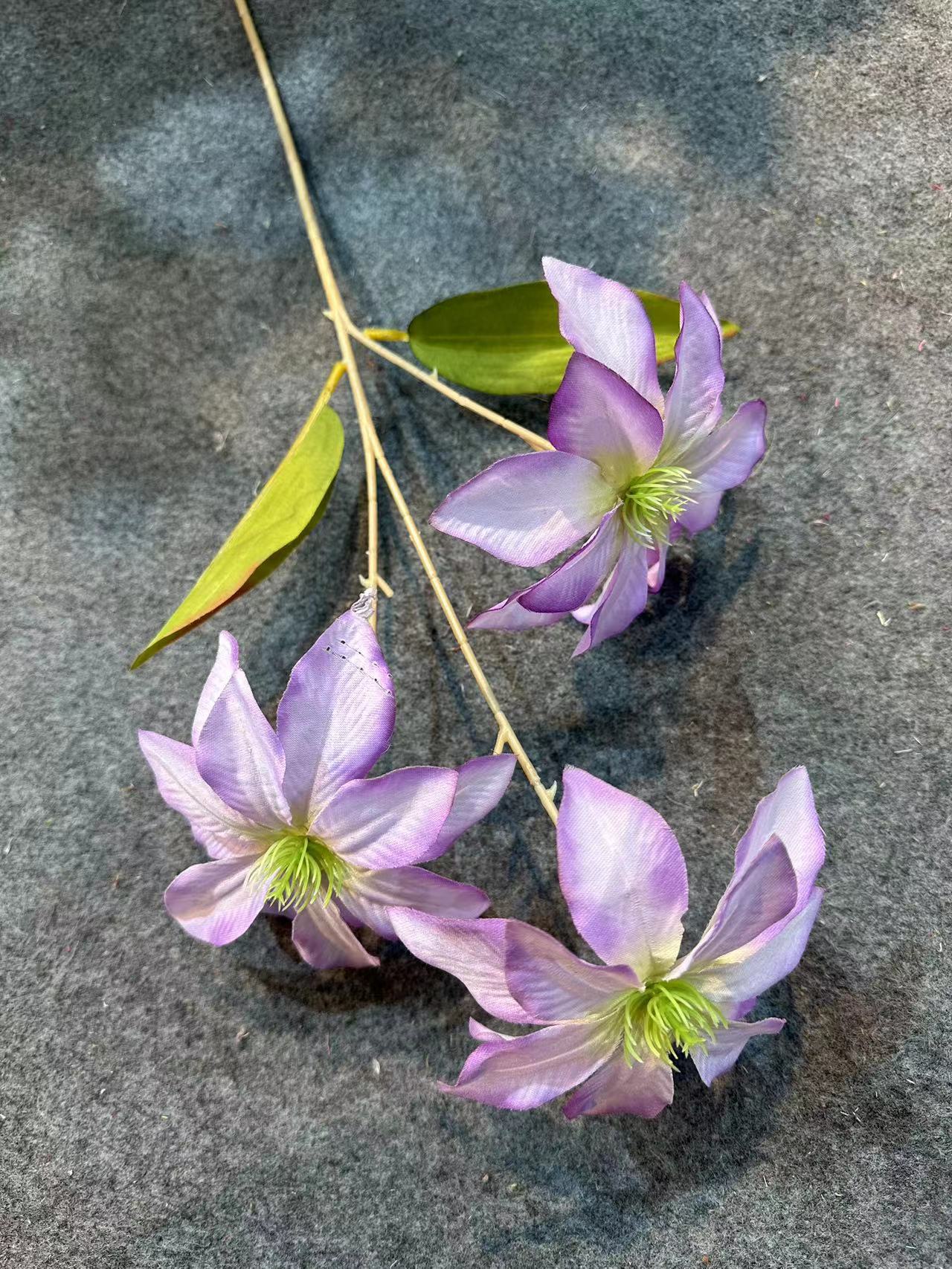 钻石莲浅紫