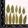 Flores Secas Material para Estampado DIY Especímenes Vegetales Fundas para Teléfono Móvil Estampadas con Flores Secas Marcadores de Libros Hojas Reales Flores y Hojas Reales Pegatinas