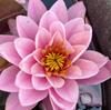 Planta hidropónica de nenúfar para todo el año, cultivo de loto en agua, pecera con flores, bloque de raíces para estanque de loto con flores.