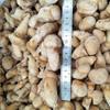 Champiñones Matsutake Frescos Congelados, Deliciosos Congelados al por Mayor Suministro Directo de la Meseta de Yunnan, Champiñones Secos, Venta al por Mayor y Distribución desde el Lugar de Origen, Champiñones Silvestres
