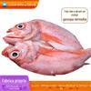 Garoupa vermelha aberta sem limpeza, peixe vermelho de águas profundas, garoupa vermelha, peixe de olhos grandes, peixe rico, peixe genciana, frutos do mar