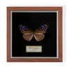 Especimen de Mariposa Real Colgante de Madera Estilo Nórdico Simple Moderno Regalo de Cumpleaños Marco de Fotos de Madera Simple