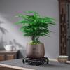 Espárrago Plantas de Interior en Maceta Plantas Verdes de Escritorio para Oficina Flor Bonsái Perenne de Cuatro Estaciones Adornos de Estilo Zen Chino