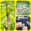 50 Luvas de Enxertia para Árvores Frutíferas, Ferramenta de Enxertia para Árvores Frutíferas e Flores, Luvas de Enxertia Especializadas, Ferramentas de Jardinagem
