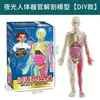 Ventas Directas de Fábrica Modelo del Cuerpo Humano Juguetes para Niños Ciencia Cognitiva Stem Rompecabezas Educativo Ensamblaje de Órganos Estructura Ósea del Esqueleto